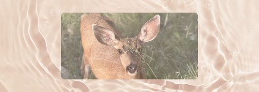Deer standing in a sunlit New Mexico clearing, surrounded by soft autumn grass — inspiration behind Printed Echoes Creations’ Whispers of Fall collection.